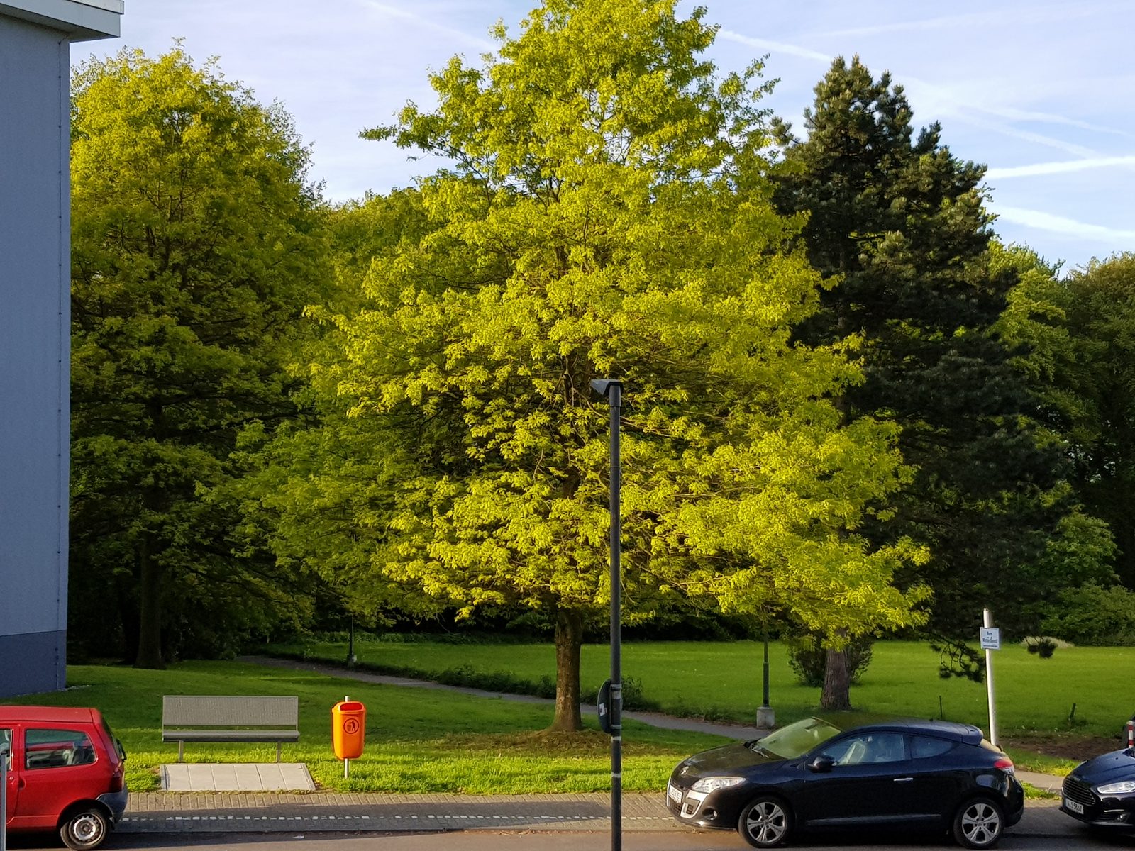 Grüne Umgebung mit großen Bäumen und Wiese